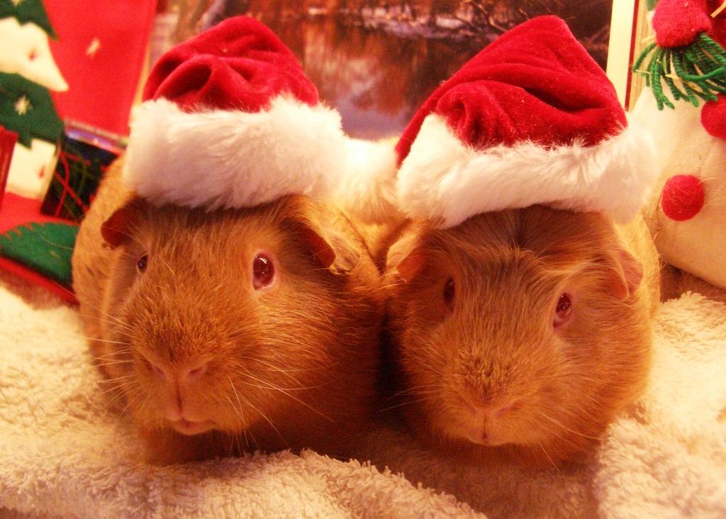 Christmas guinea pigs courtesy of guineapigging.wordpress.com